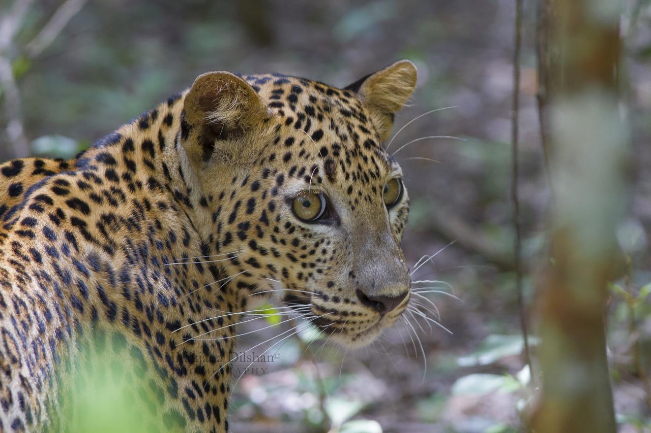 Willpattu Wild Watch Hotel Habawewa Bagian luar foto